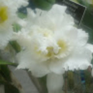 Meet your Posher, Attiqa